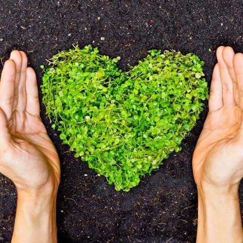 Green heart made from small plants